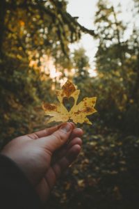 depiction of a heart shape inside a leaf portraying that God knows what is in our hearts