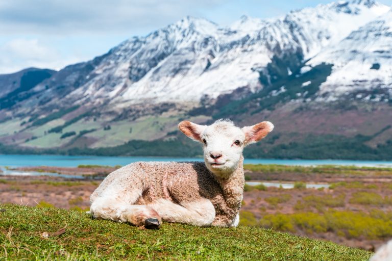 lamb in a peaceful prairie